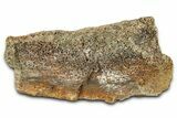 Dinosaur (Triceratops) Frill Shield Section - Montana #373879-1